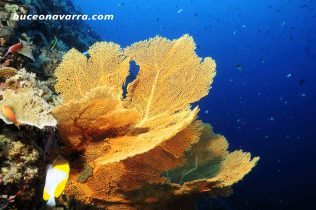 gorgonias impresionantes