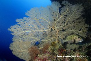 gorgonia gigante