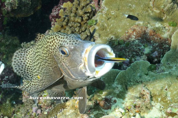 lábrido limpiando la boca a un pez