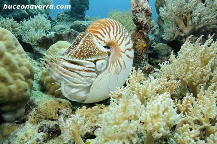 fólsil viviente marino