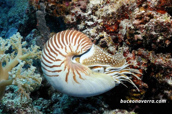 cefalopodo prehistorico