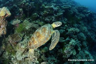 tortuga
