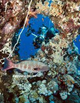 fotografiando a una fotografa submarina