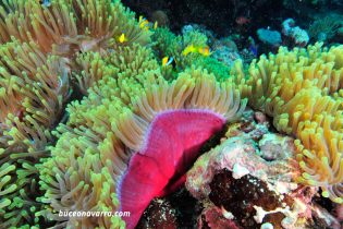 peces de anemona