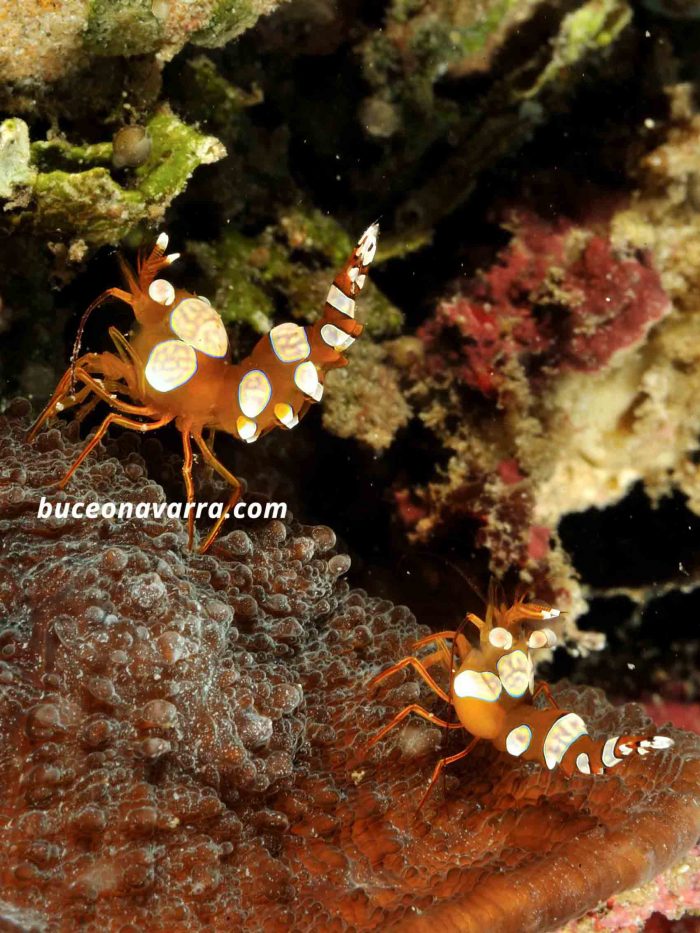 gambas coloridas muy pequeñas en Layang Layang, Malasia