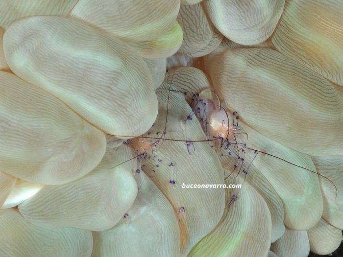 gambas transparentes en Layang Layang, Malasia