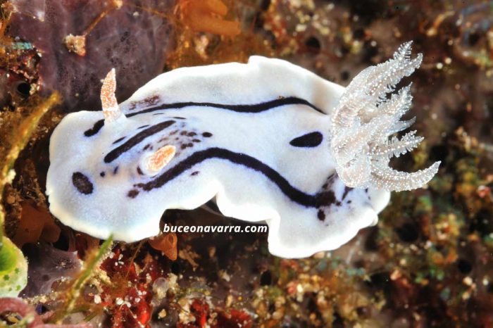 nudibranquio blanco en Layang Layang, Malasia