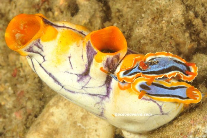 2 nudibranquios encima de una ascidia
