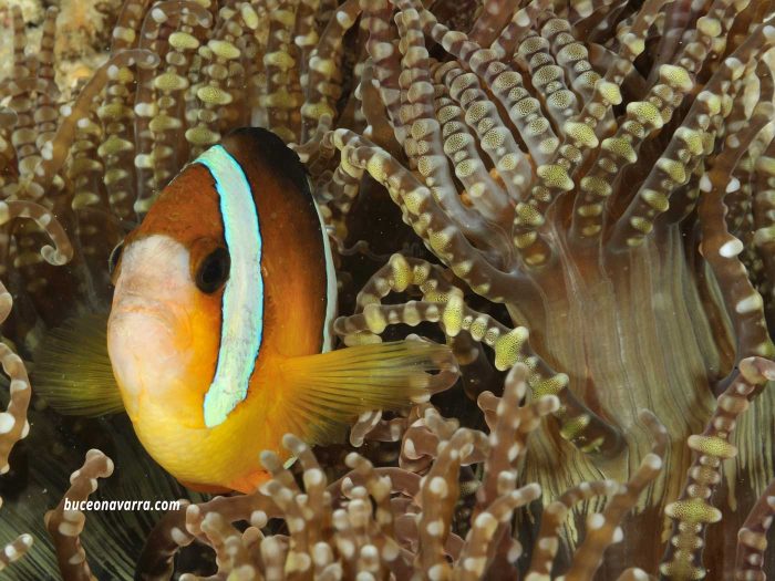peces conocidos como payasos