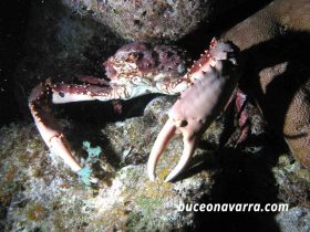 crustaceo en Roatan Las Islas de la Bahia en Honduras