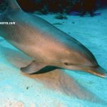 delfin semisalvaje en Roatan Las Islas de la Bahia en Honduras
