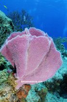 esponja en Roatan Las Islas de la Bahia en Honduras