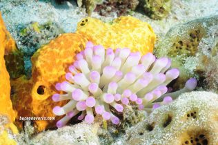 actinias en Roatan Las Islas de la Bahia en Honduras