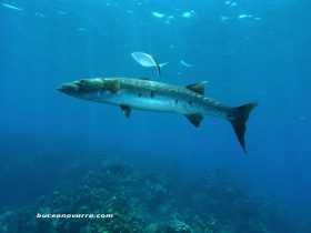 barracuda en Roatan Las Islas de la Bahia en Honduras