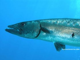 cabeza-de-barracuda en Roatan Las Islas de la Bahia en Honduras