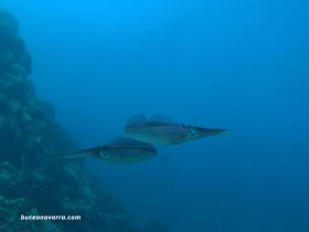 calamares en Roatan Las Islas de la Bahia en Honduras