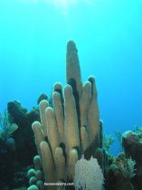 coral en Roatan Las Islas de la Bahia en Honduras