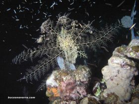 tipo de estrella marina en Roatan Las Islas de la Bahia en Honduras
