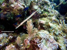 pez trompeta en Roatan Las Islas de la Bahia en Honduras