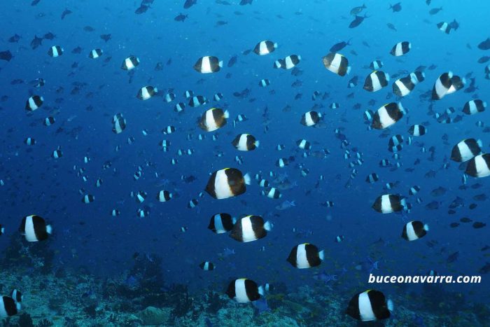 banco de peces