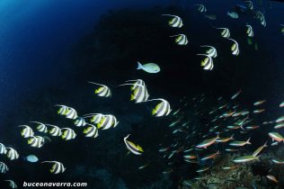 banco de peces estandartes