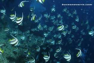 cardumen de peces estandarte