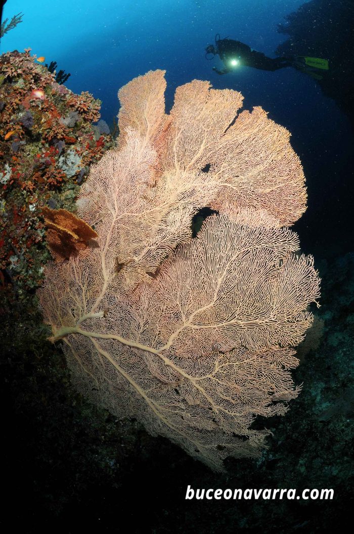 gorgonia gigante