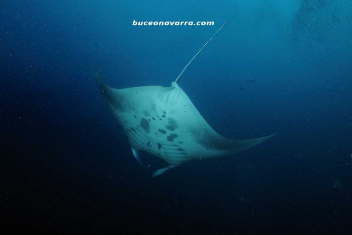 manta raya