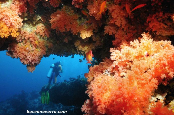 paisaje de coral blando
