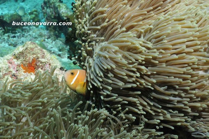 pez anemona