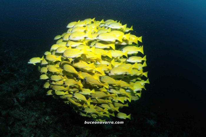 bola de peces amarillos