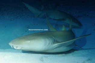 tiburon-nodriza reposando en la arena