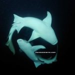 tiburones-nodriza vistos desde abajo