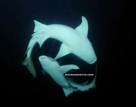 tiburones-nodriza vistos desde abajo