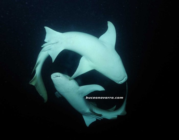 tiburones-nodriza vistos desde abajo