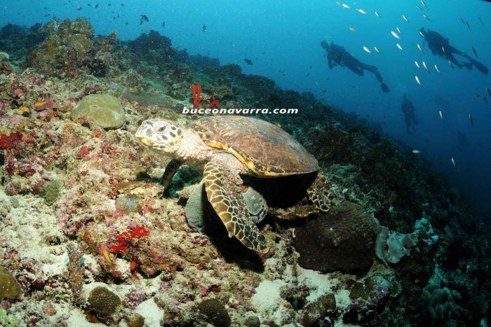 tortuga