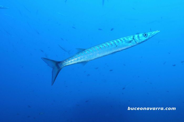 barracuda