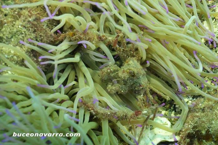 cangrejo que habita en la anemona