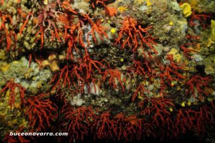 pared de coral-rojo