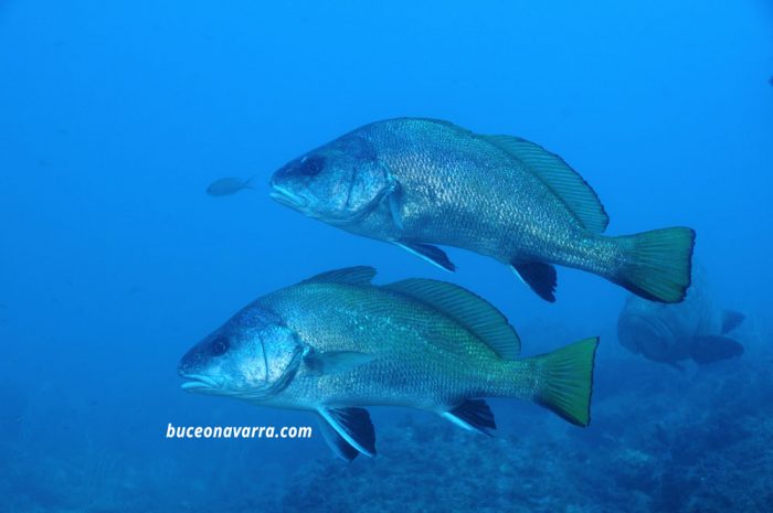 dos corvinas y al fondo un mero