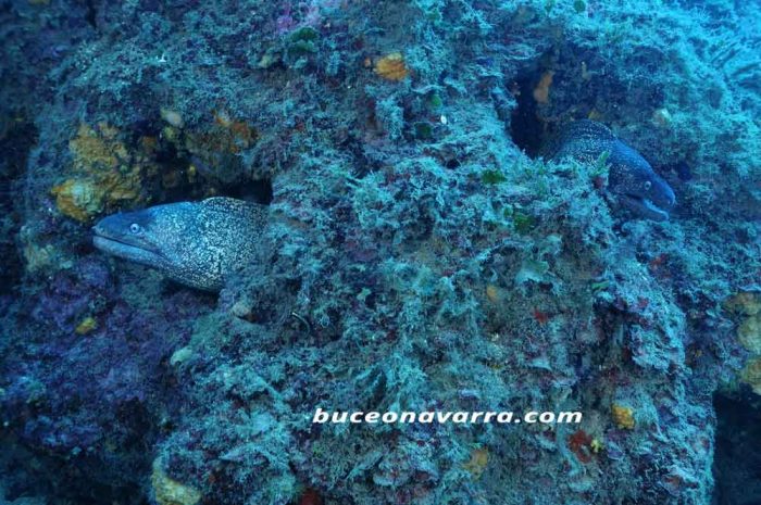 cabezas de dos morenas asomandose en una roca