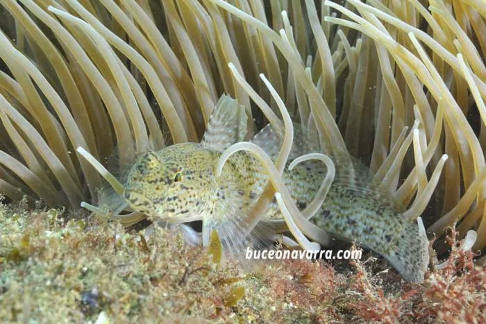 gobio de actinia