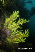 coral blando llamado gorgonia amarilla