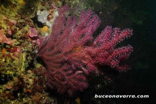 coral blando llamado gorgonia roja