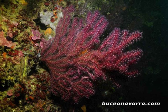 coral blando llamado gorgonia roja