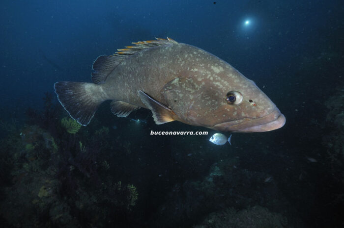 mero mirando al buzo fotografo en Estartit