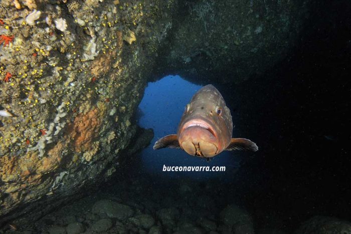 mero en la cueva del delfin, Estartit