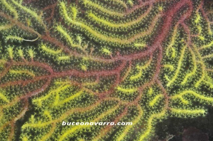 gorgonia roja y amarilla