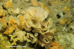 puesta-de-huevos-de nudibranquio Mediterraneo