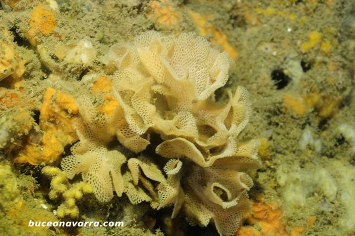 puesta-de-huevos-de nudibranquio Mediterraneo